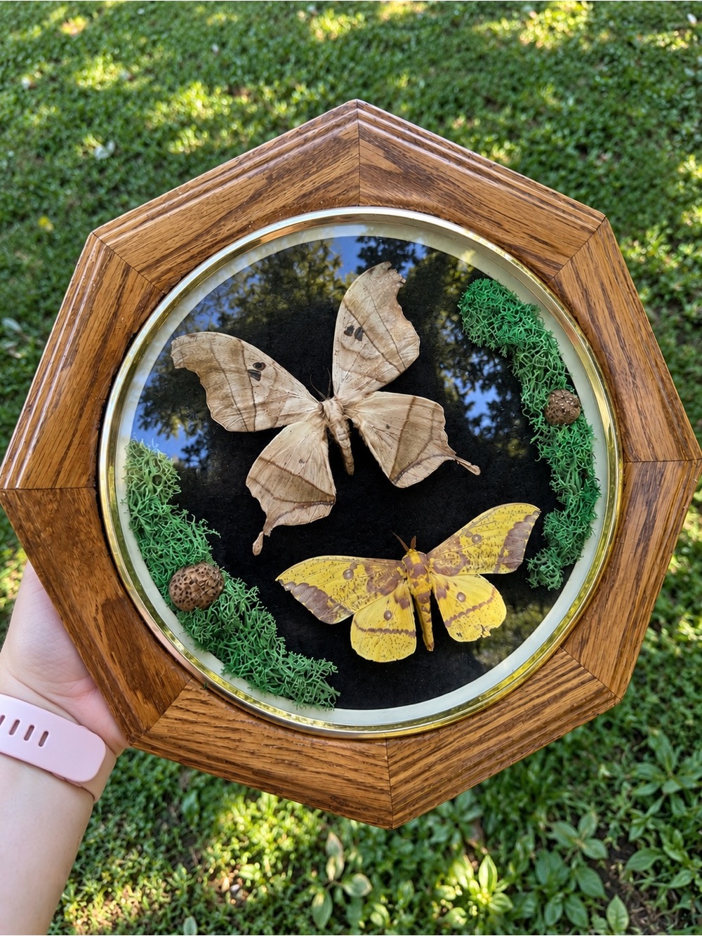 Handmade Preserved Moth Display | Vintage Clock Curiosity Cabinet (Dark Academia